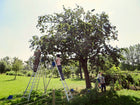 Appels plukken
