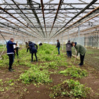 Oude planten verwijderen